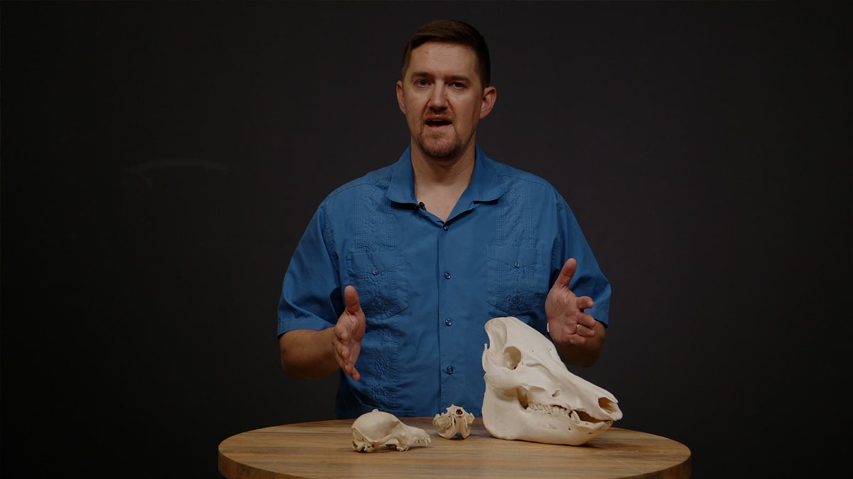 Looking at animal bones 