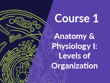Anatomy & Physiology: Levels of Organization