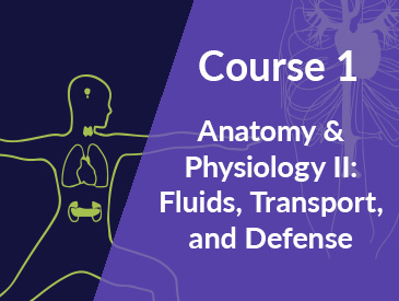 Human Anatomy & Physiology II: Fluids, Transport, and Defense (Course 1)