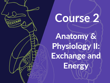 Human Anatomy & Physiology II: Exchange and Energy