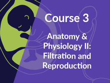 Human Anatomy & Physiology II: Filtration and Reproduction