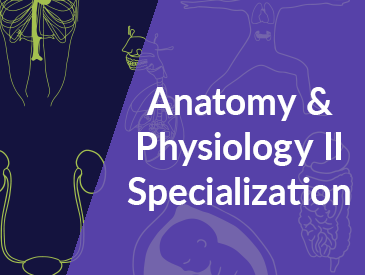 Human Anatomy & Physiology II Specialization (3 Courses)