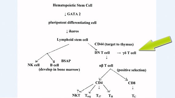 Course Image Fundamentals of Immunology 