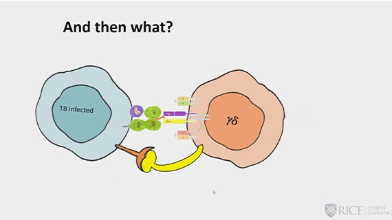 Course Image Fundamentals of Immunology 