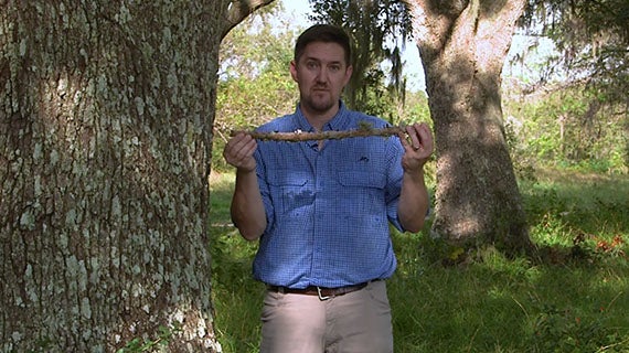 Lecture sample image for Introduction to Biology