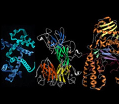 Proteins: Biology’s Workforce