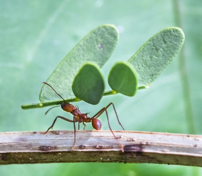 Leafcutter ants 